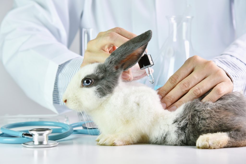 Cosmetics and animal testing: where do we stand? • Ecogarantie